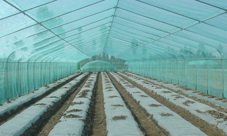 批发优质大棚塑料薄膜 pe薄膜地膜农用大棚膜 透明耐用专业生产